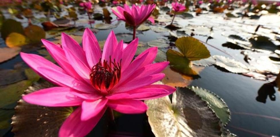 El mar de loto en Udon Thani