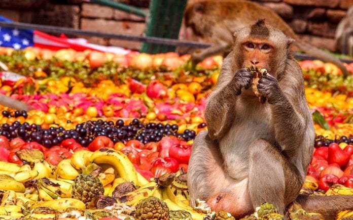 El Festival de buffet de monos de Lopburi