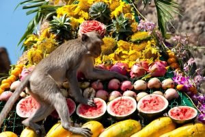 El Festival de buffet de monos de Lopburi