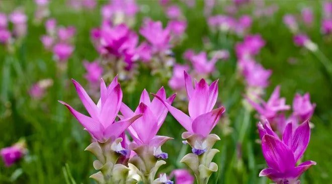 Festival de tulipanes de Siam