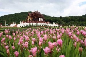 Festival de tulipanes de Siam