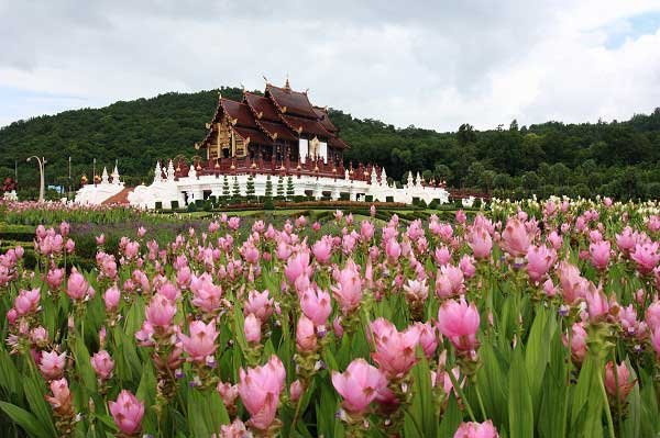 Festival de tulipanes de Siam