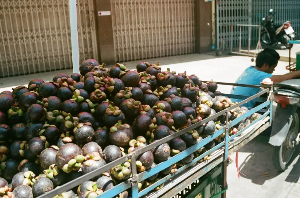 El mangostan