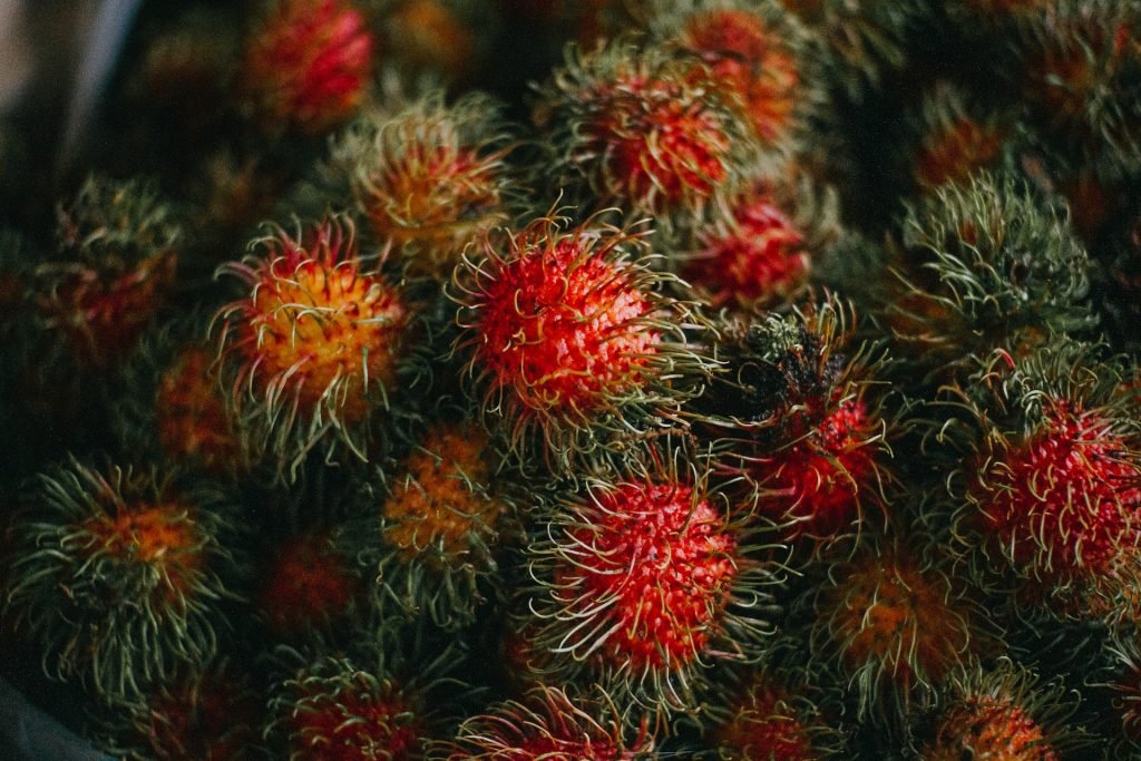 El rambutan