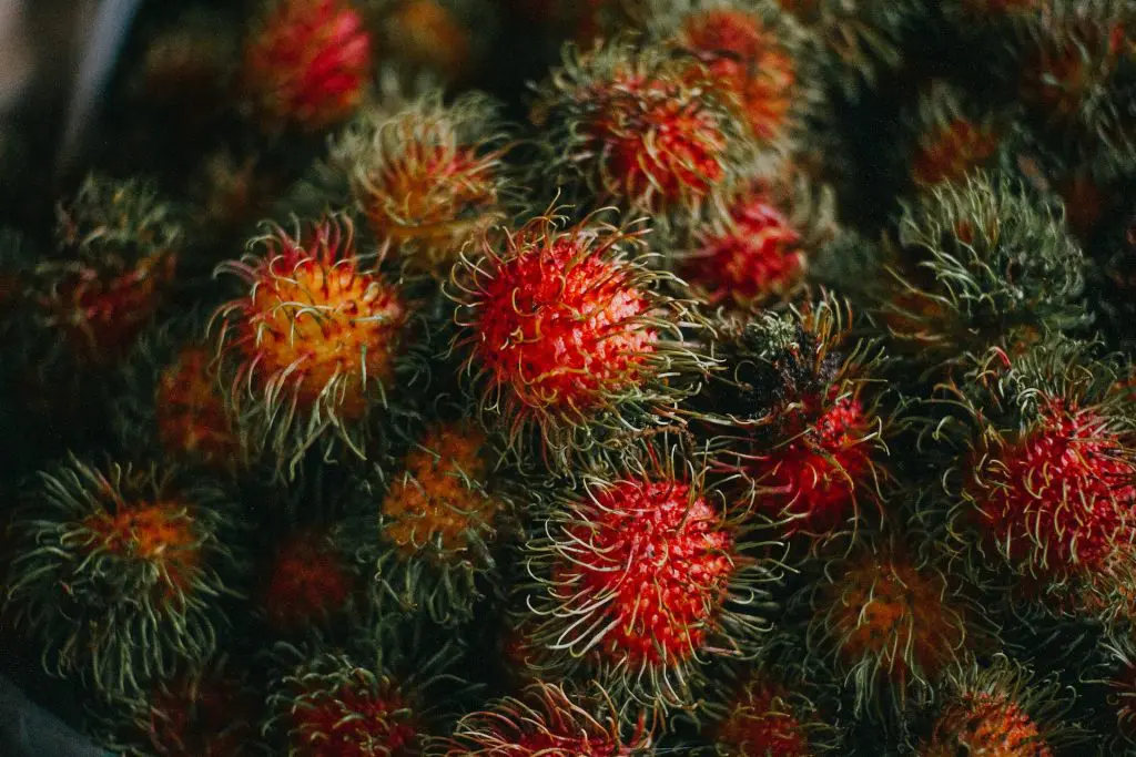 El rambutan