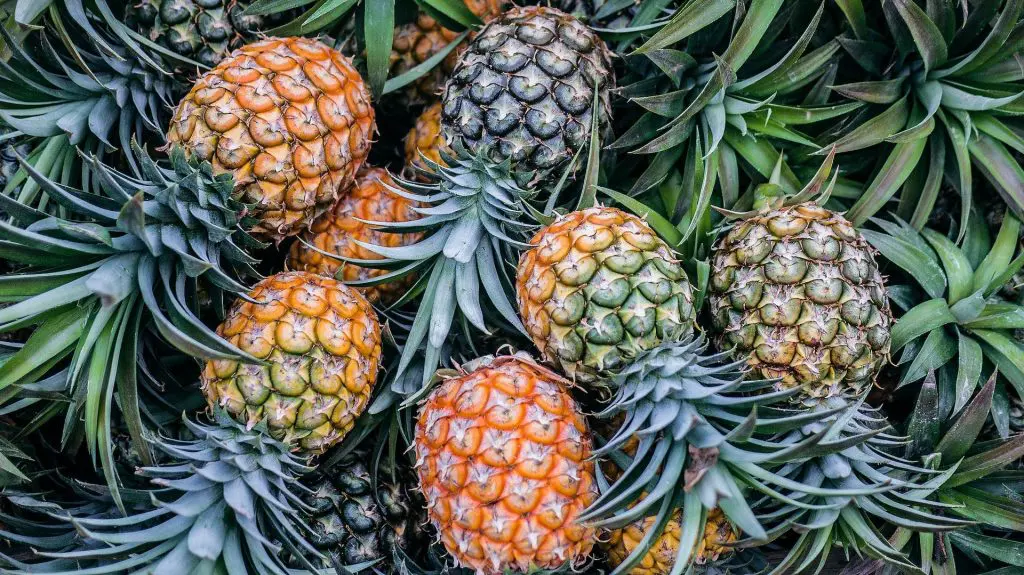 La pina