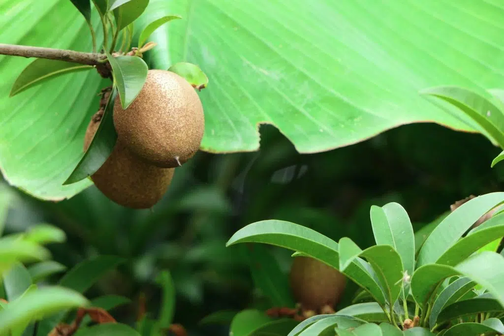 La sapodilla