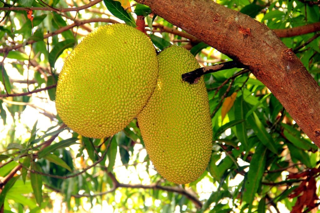 La yaca